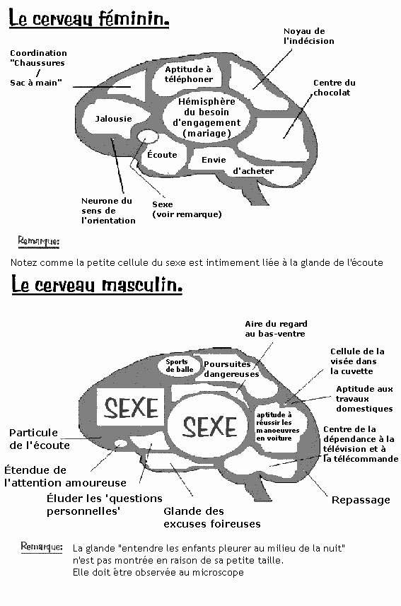 Cerveau